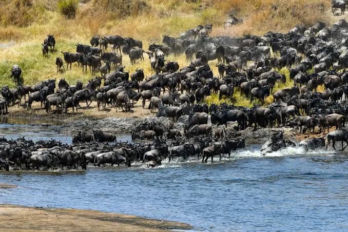 Serengeti Mara River Crossing Safari Special | Generous Tours & Safaris gallery 1